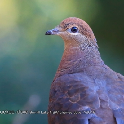 Macropygia phasianella (Brown Cuckoo-dove) at Burrill Lake Aboriginal Cave Walking Track - 22 Jul 2018 by CharlesDove