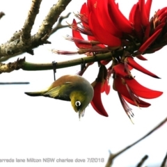 Zosterops lateralis (Silvereye) at Undefined - 20 Jul 2018 by CharlesDove