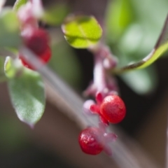 Einadia nutans (Climbing Saltbush) at Michelago, NSW - 2 Jun 2008 by Illilanga