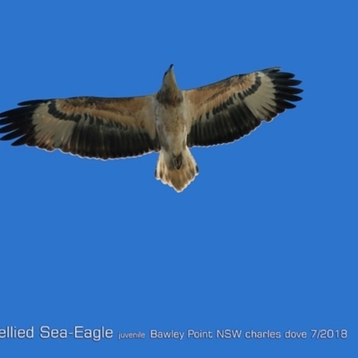 Icthyophaga leucogaster (White-bellied Sea-Eagle) at Bawley Point, NSW - 23 Jul 2018 by CharlesDove