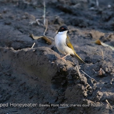 Melithreptus lunatus (White-naped Honeyeater) at - 22 Jul 2018 by Charles Dove