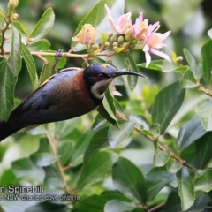 Acanthorhynchus tenuirostris (Eastern Spinebill) at Undefined - 15 Jul 2018 by Charles Dove