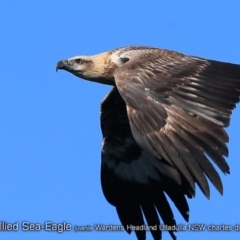 Haliaeetus leucogaster (White-bellied Sea-Eagle) at Ulladulla, NSW - 17 Jul 2018 by Charles Dove