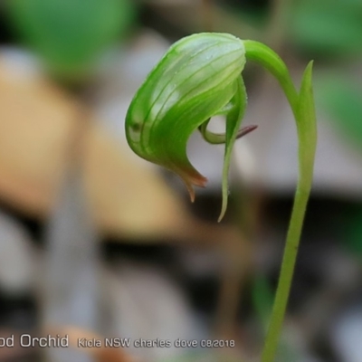 Pterostylis nutans (Nodding Greenhood) at Kioloa Bushcare Group - 3 Aug 2018 by CharlesDove