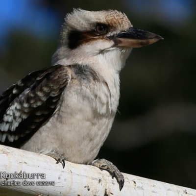 Dacelo novaeguineae (Laughing Kookaburra) at Ulladulla, NSW - 31 Jul 2018 by Charles Dove