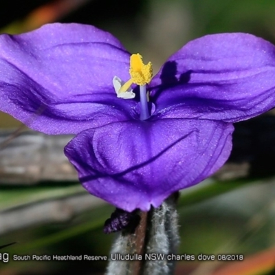 Patersonia sericea var. sericea (Silky Purple-flag) at South Pacific Heathland Reserve - 1 Aug 2018 by CharlesDove