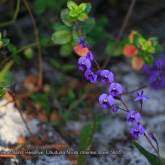 Hardenbergia violacea (False Sarsaparilla) at South Pacific Heathland Reserve - 31 Jul 2018 by CharlesDove