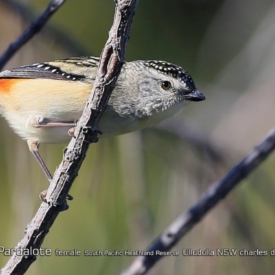 Pardalotus punctatus (Spotted Pardalote) at South Pacific Heathland Reserve - 31 Jul 2018 by CharlesDove