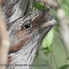 Podargus strigoides (Tawny Frogmouth) at Ulladulla, NSW - 3 Aug 2018 by CharlesDove