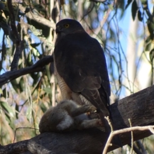 Accipiter fasciatus at Symonston, ACT - 2 Aug 2018