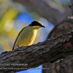 Lichenostomus melanops (Yellow-tufted Honeyeater) at Morton National Park - 2 Aug 2018 by Charles Dove