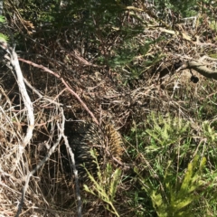 Tachyglossus aculeatus (Short-beaked Echidna) at Dunlop, ACT - 2 Aug 2018 by annamacdonald