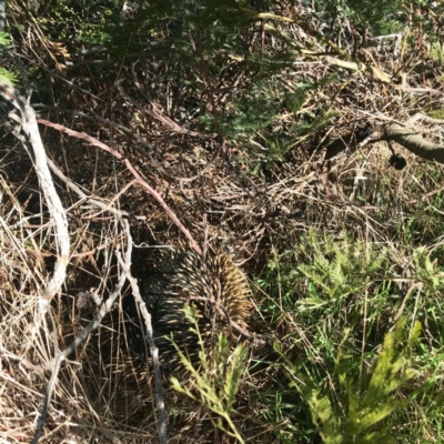 Tachyglossus aculeatus (Short-beaked Echidna) at The Pinnacle - 2 Aug 2018 by annamacdonald