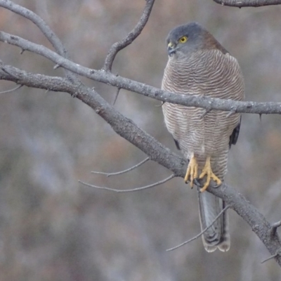 Accipiter fasciatus (Brown Goshawk) at Red Hill, ACT - 6 Aug 2018 by roymcd