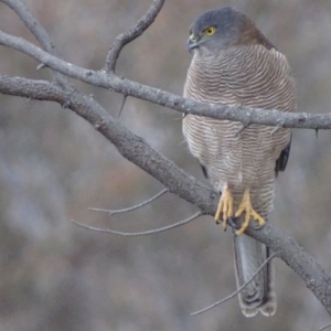 Accipiter fasciatus at Red Hill, ACT - 6 Aug 2018