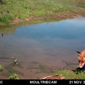 Vulpes vulpes at Michelago, NSW - 21 Nov 2017 10:29 AM