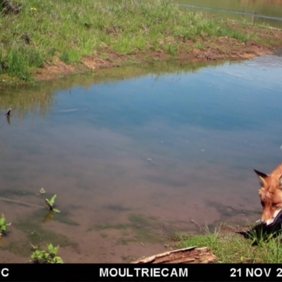 Vulpes vulpes (Red Fox) at Michelago, NSW - 21 Nov 2017 by Illilanga