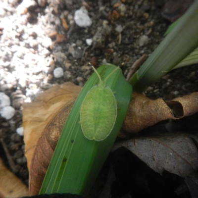 Musgraveia sulciventris (Bronze Orange Bug) at Higgins, ACT - 19 Jul 2018 by AlisonMilton