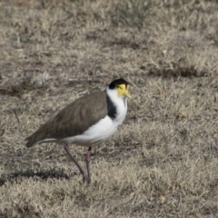 Vanellus miles (Masked Lapwing) at Kambah, ACT - 17 Jul 2018 by AlisonMilton