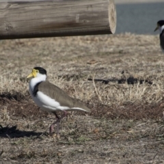 Vanellus miles at Kambah, ACT - 17 Jul 2018 10:17 AM