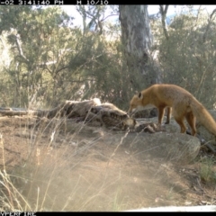 Vulpes vulpes (Red Fox) at Michelago, NSW - 2 Jul 2012 by Illilanga
