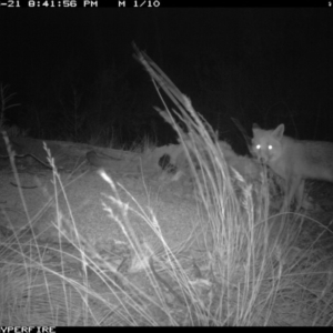 Vulpes vulpes at Michelago, NSW - 21 Jun 2012