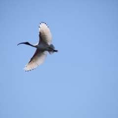 Threskiornis molucca (Australian White Ibis) at Greenway, ACT - 17 Jul 2018 by AlisonMilton