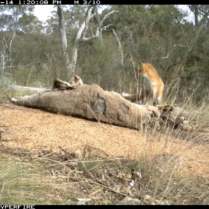 Vulpes vulpes at Michelago, NSW - 14 Jun 2012 01:20 PM