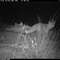 Vulpes vulpes (Red Fox) at Michelago, NSW - 12 Jun 2012 by Illilanga