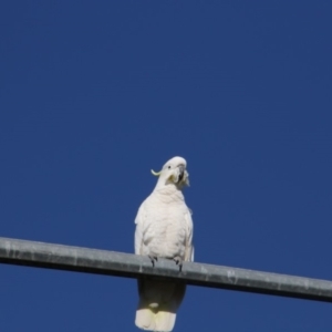 Cacatua galerita at Greenway, ACT - 17 Jul 2018 10:24 AM