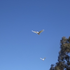 Cacatua galerita at Greenway, ACT - 17 Jul 2018 10:24 AM