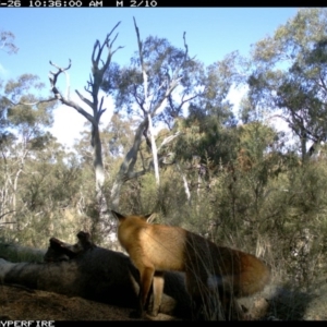 Vulpes vulpes at Michelago, NSW - 26 May 2012 10:36 AM