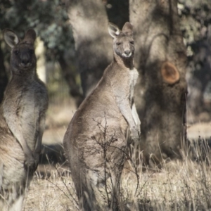 Macropus giganteus at Greenway, ACT - 17 Jul 2018