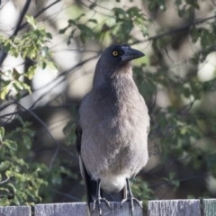 Strepera versicolor (Grey Currawong) at Higgins, ACT - 25 Jul 2018 by Alison Milton