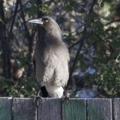 Strepera versicolor at Higgins, ACT - 26 Jul 2018