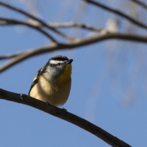 Pardalotus punctatus at Canberra Central, ACT - 27 Jul 2018