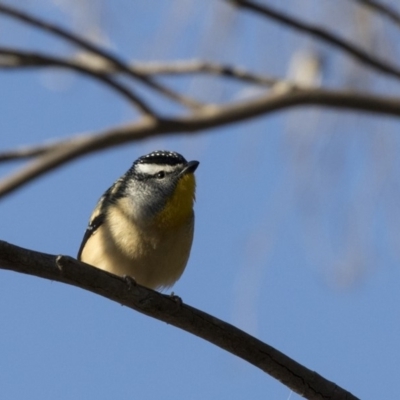 Pardalotus punctatus (Spotted Pardalote) at Canberra Central, ACT - 27 Jul 2018 by AlisonMilton