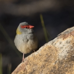 Neochmia temporalis at Canberra Central, ACT - 27 Jul 2018