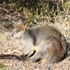 Wallabia bicolor (Swamp Wallaby) at ANBG - 26 Jul 2018 by Alison Milton