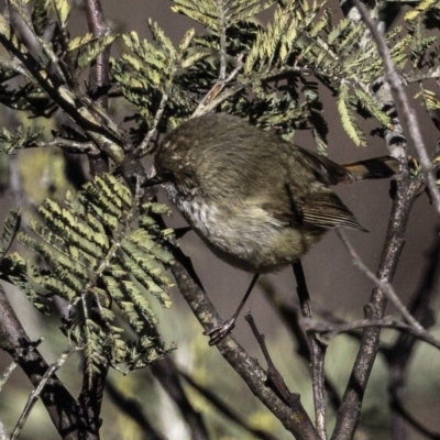 Acanthiza pusilla (Brown Thornbill) at Isaacs Ridge and Nearby - 5 Aug 2018 by JonSteinbeck
