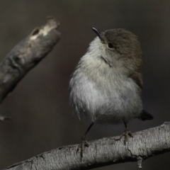 Malurus cyaneus at Jerrabomberra, ACT - 5 Aug 2018