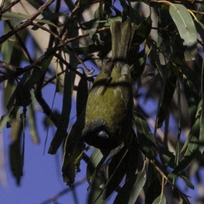 Nesoptilotis leucotis (White-eared Honeyeater) at Jerrabomberra, ACT - 5 Aug 2018 by JonSteinbeck