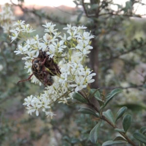 Bursaria spinosa at Paddys River, ACT - 22 Jan 2017 08:33 PM