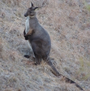 Osphranter robustus robustus at Bullen Range - 25 Jul 2018 06:17 PM