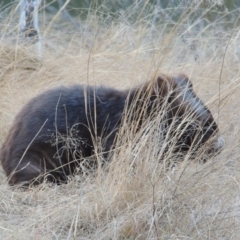 Vombatus ursinus (Bare-nosed Wombat) at Tennent, ACT - 4 Jul 2018 by MichaelBedingfield