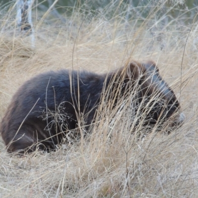 Vombatus ursinus (Common wombat, Bare-nosed Wombat) at Tennent, ACT - 3 Jul 2018 by michaelb