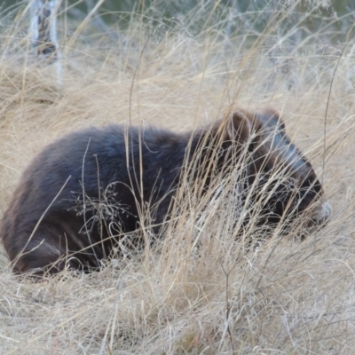 Vombatus ursinus (Bare-nosed Wombat) at Tennent, ACT - 4 Jul 2018 by MichaelBedingfield