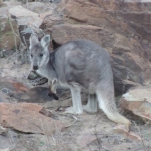 Osphranter robustus robustus at Paddys River, ACT - 25 Jul 2018 06:58 PM