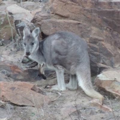 Osphranter robustus robustus (Eastern Wallaroo) at Paddys River, ACT - 25 Jul 2018 by MichaelBedingfield