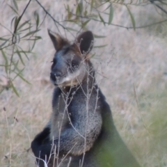 Wallabia bicolor (Swamp Wallaby) at Bullen Range - 25 Jul 2018 by MichaelBedingfield